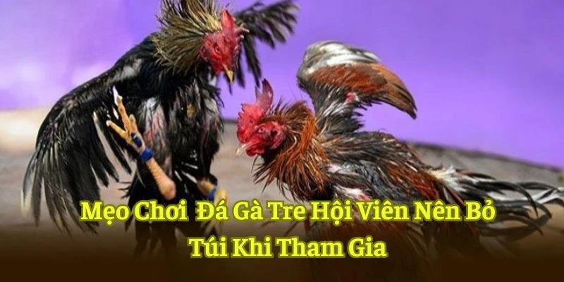 Mẹo giúp người chơi chọi được chiến kê hoàn hảo khi tham gia cá cược