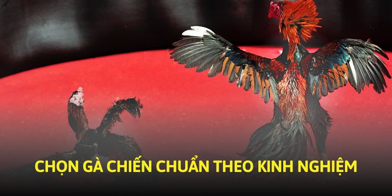 Chọn gà chiến chuẩn theo kinh nghiệm