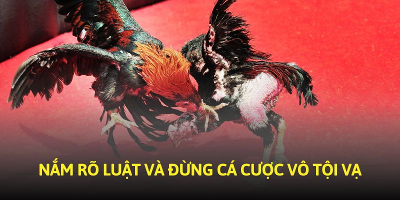 Nắm rõ luật và đừng cá cược vô tội vạ